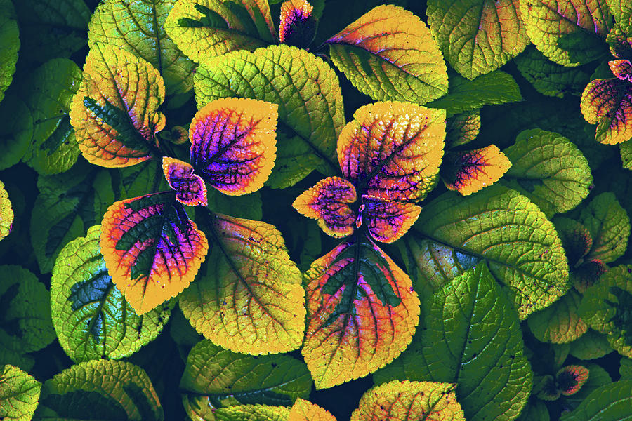 Colorful Coleus Leaves Photograph by Jessica Jenney