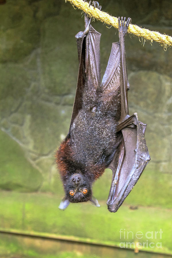 Fruit bat hanging Photograph by Benny Marty