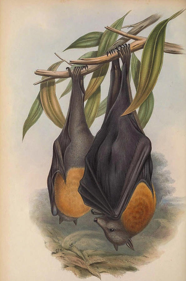 Fruit Bat Drawing by John Gould