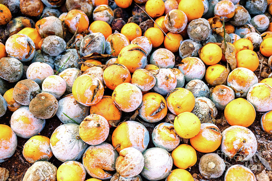 Fruit discarded and rotten by farmers on the ground of an orchar Photograph by Joaquin Corbalan