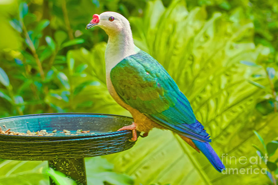 Fruit Dove and Philodendrum Photograph by Judy Kay