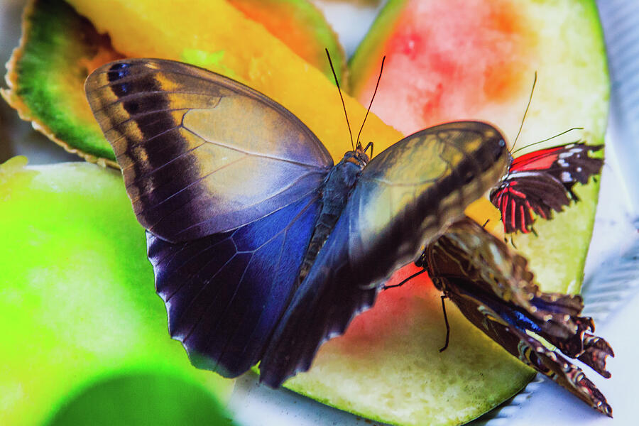Fruit Feast Photograph by David Patterson Fruit Feast Photograph by David Patterson