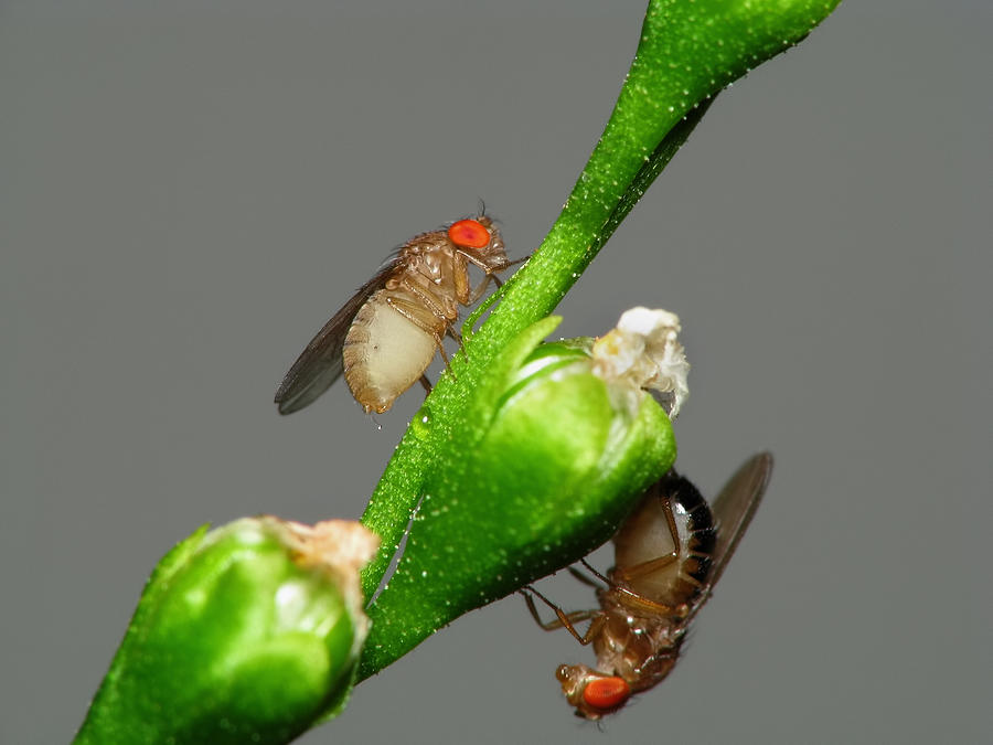 Fruit flies close-up Photograph by Joao Paulo Burini