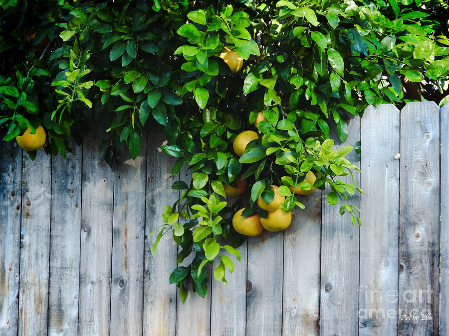 Fruit Hanging from Tree Branches Photograph by Ella Kaye Dickey