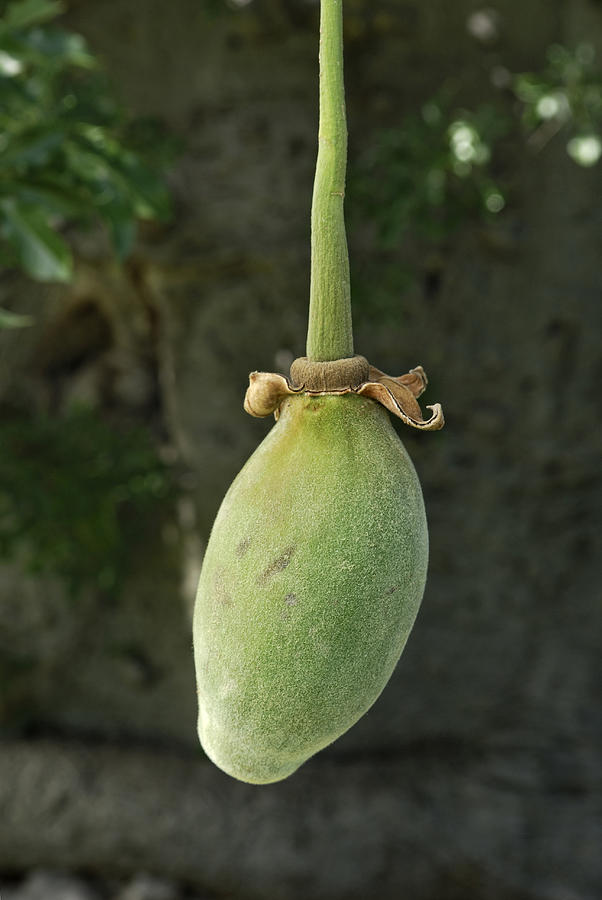 Fruit of a Baobab tree (Adansonia digitata) Photograph by Horst Mahr
