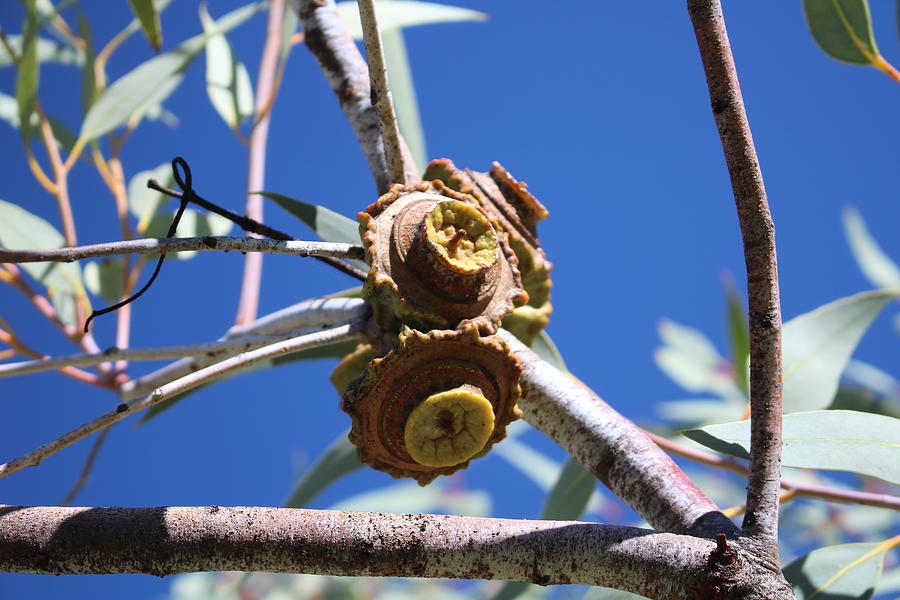 Fruit Of Eucalyptus Photograph