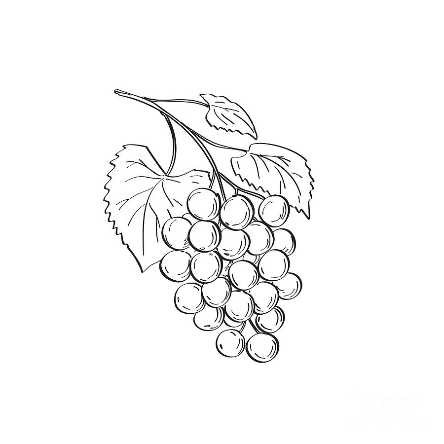 HOW TO DRAW GRAPES STEP BY STEP | Fruits drawing, Grape drawing, Art  drawings for kids