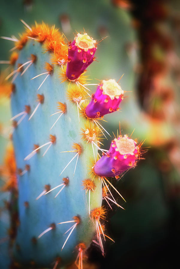 Fruit Of The Desert  Photograph by Saija Lehtonen