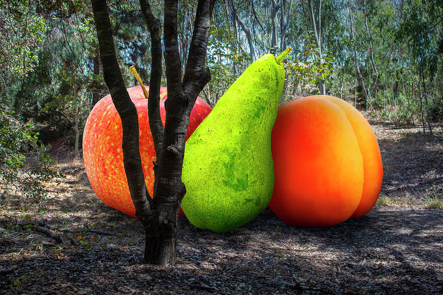 Fruit of the Forest Photograph by Perry Hambright