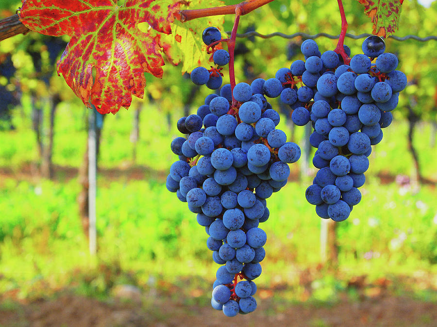 Fruit Of The Vine Photograph by Dennis Baswell