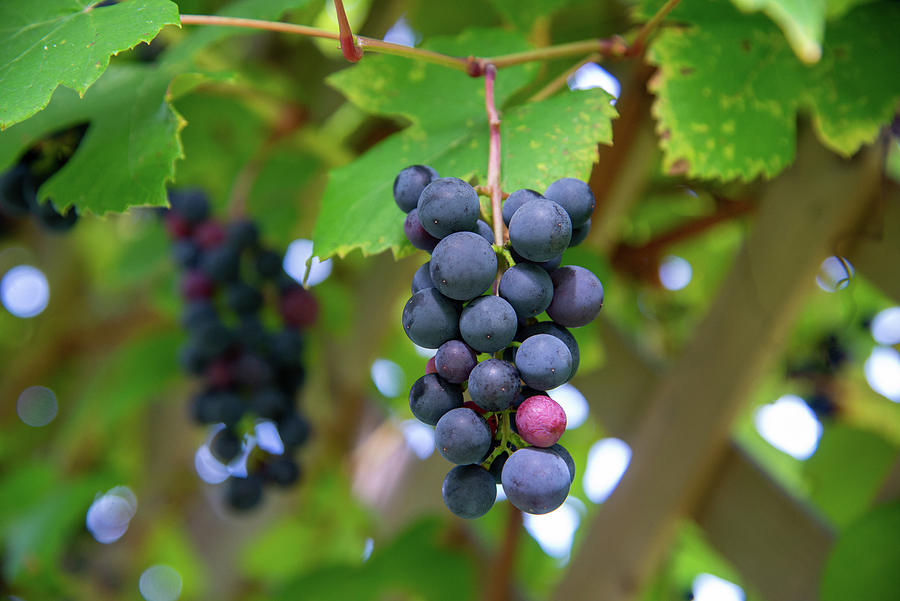 Fruit of the Vine Photograph by Jaime Lind - Fine Art America