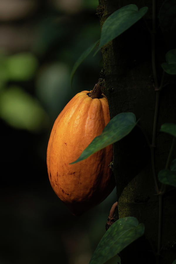 Nature Photograph - Fruit On Theobroma Cacao Tree by Artur Bogacki