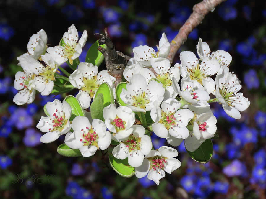 Pear Blossoms - Fruit Trees - Spring - Flowering Trees - Floral Art Photograph by Brooks Garten Hauschild