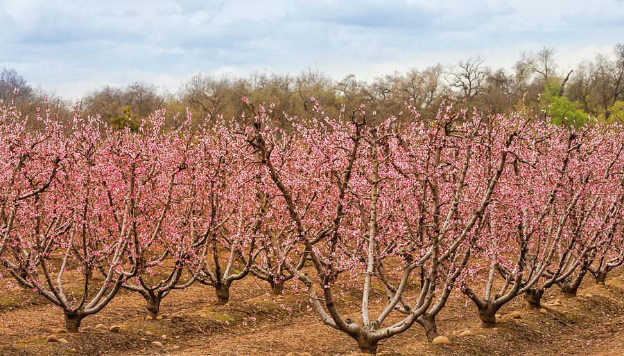 Fruit Trees In Bloom Photograph by Elvira Peretsman