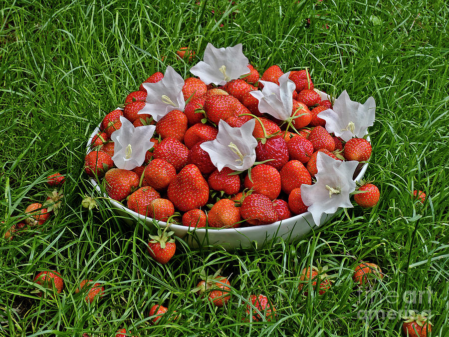 Fruitful summer, strawberries on grass Photograph by Tatiana Bogracheva