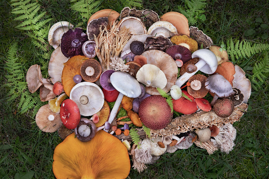 Fruiting Bodies in Fall II Photograph by Lindsey Jardine - Fine Art America