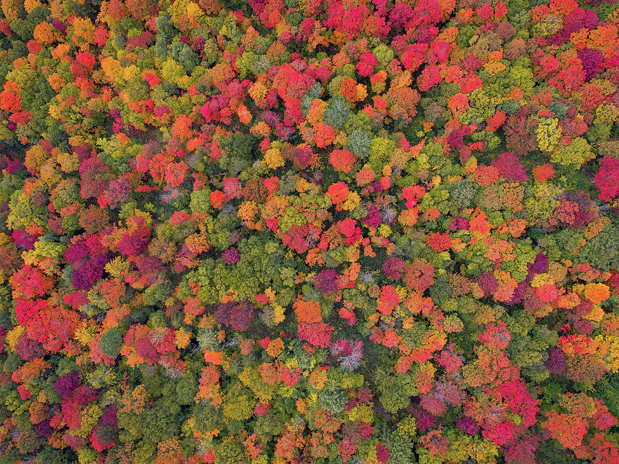 Fruity Pebbles - Warrens Gore, Vermont - September 2020 Photograph by John Rowe