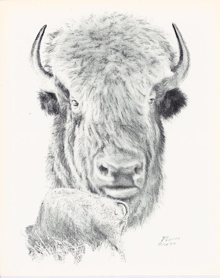 Ft. Riley Buffalo Drawing by Edward Pearce