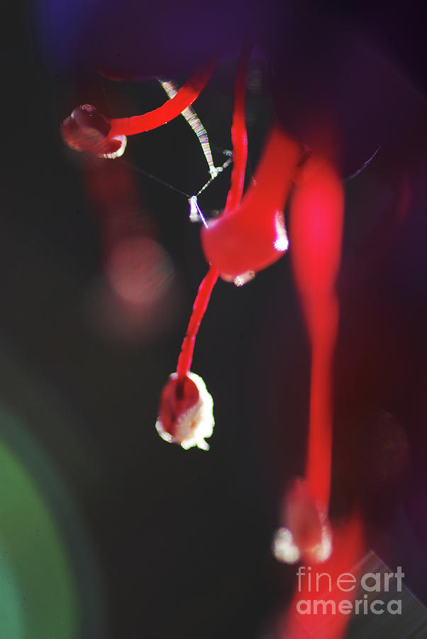 Fuchsia #5 Photograph by Stephanie Gambini Fuchsia #5 Photograph by Stephanie Gambini