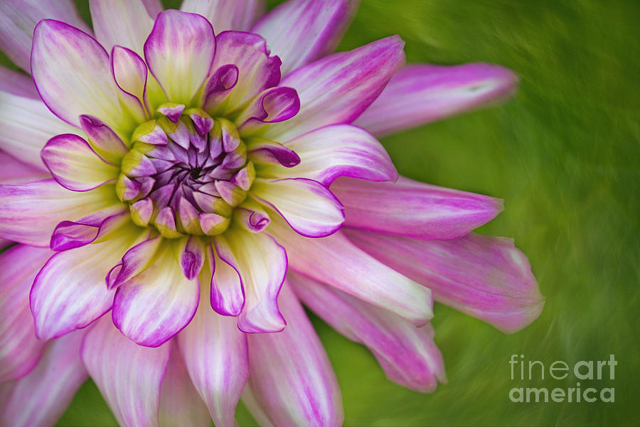 Fuchsia and White Dahlia with Green Background Photograph by Sherry Davis