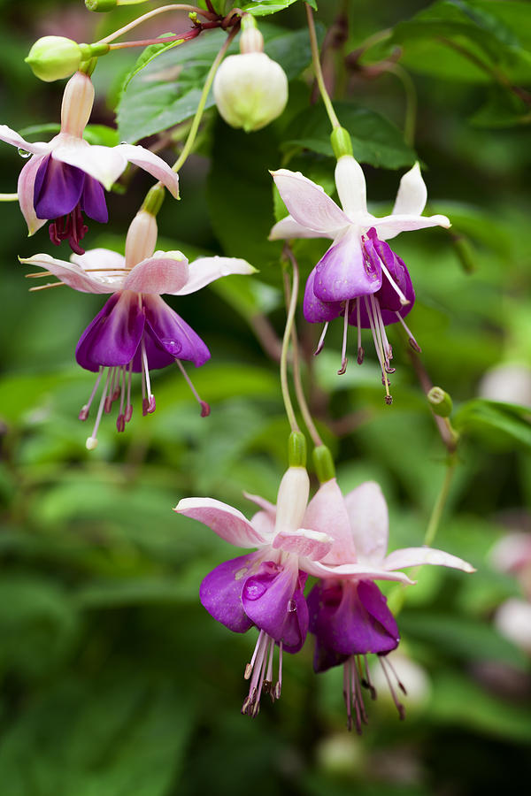 Fuchsia Blooming Photograph by Andrew Dernie
