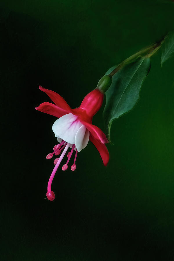 Fuchsia Blossom Photograph by Skip Tribby