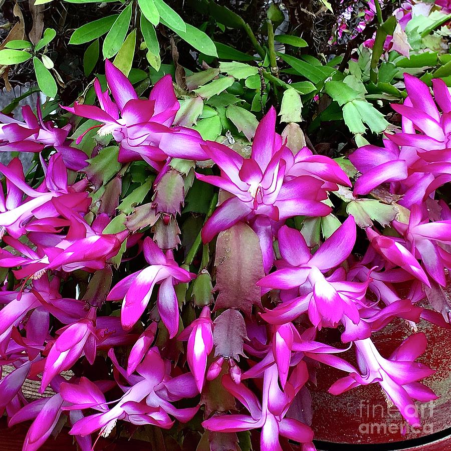 Thanksgiving Cactus Fuchsia Cluster Photograph by J Hale Turner