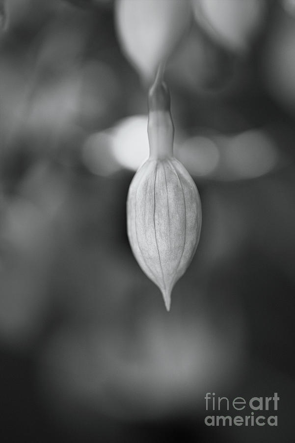 Fuchsia Bud Black And White  Photograph by Joy Watson