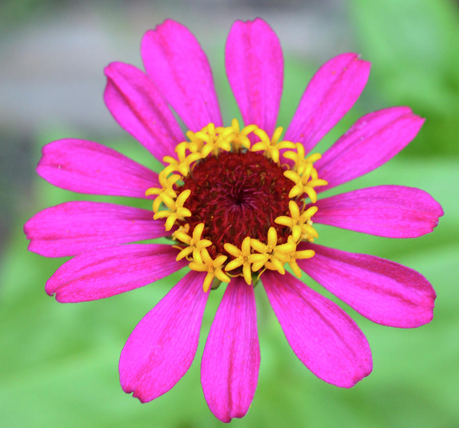 Fuchsia Circle Photograph by Jennifer Wallace - Fine Art America