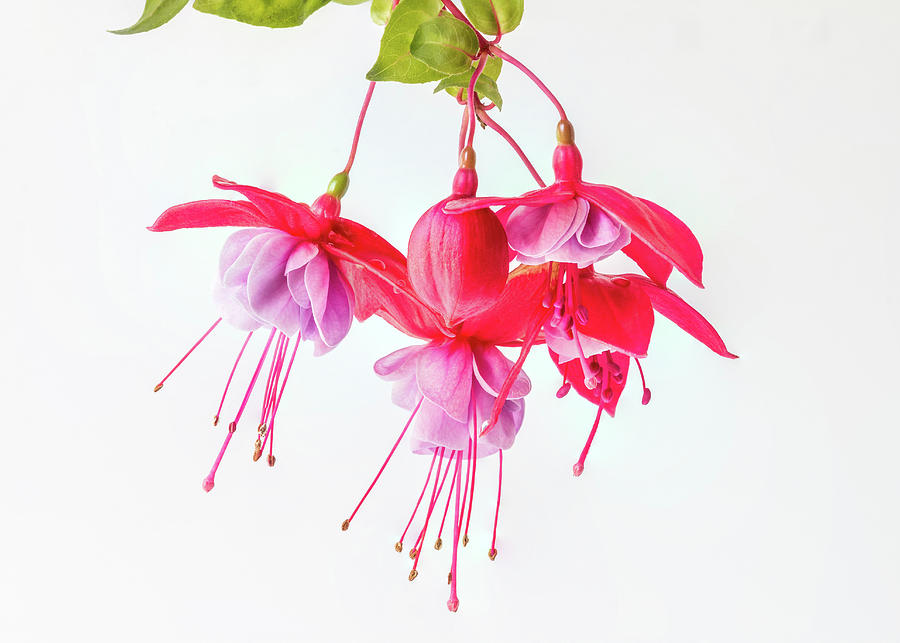 Fuchsia Cluster #1 Photograph by Patti Deters