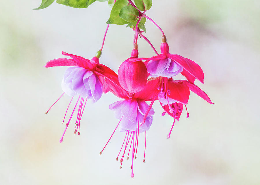 Fuchsia Cluster #2 Photograph by Patti Deters