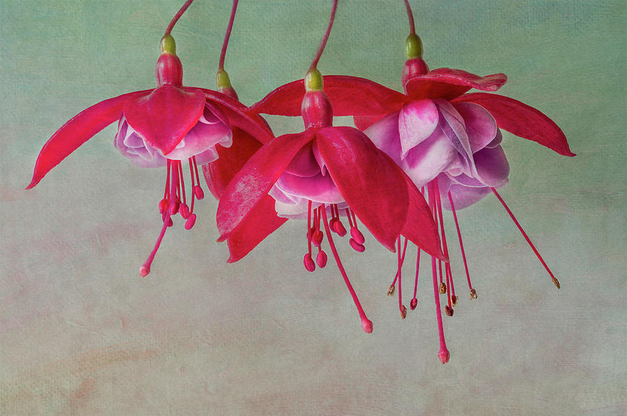 Fuchsia Cluster #4 Photograph by Patti Deters