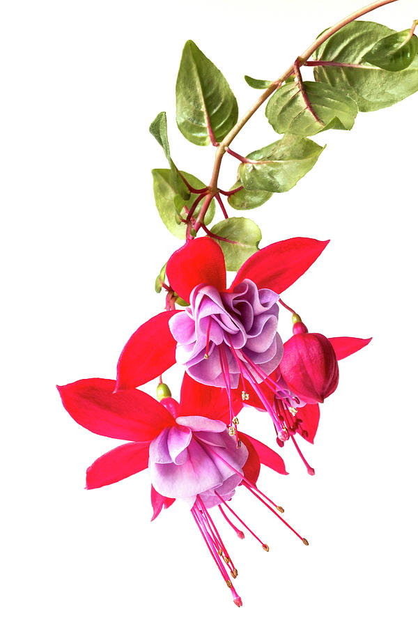 Fuchsia Cluster #5 Photograph by Patti Deters