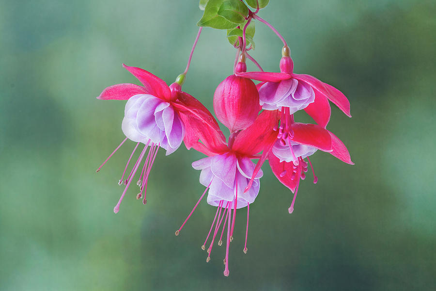 Fuchsia Cluster #6 Photograph by Patti Deters