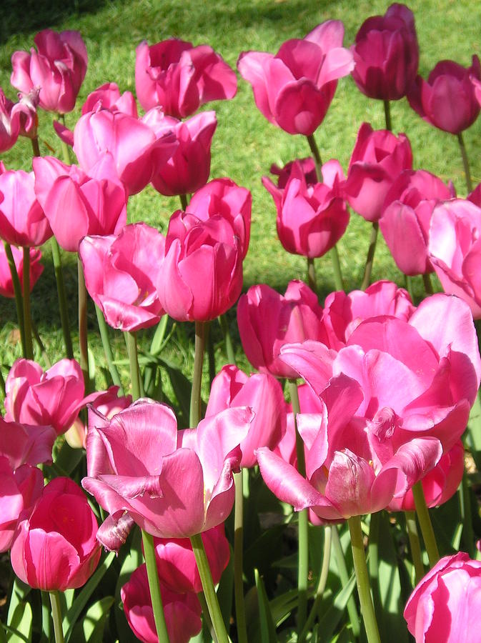 Fuchsia Colored Tulips Photograph by Marcia Brennan | Fine Art America