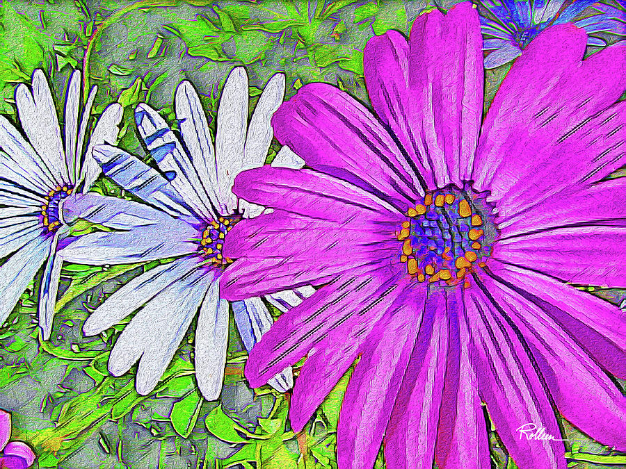 Fuchsia Daisy Against White Digital Art by Rolleen Carcioppolo