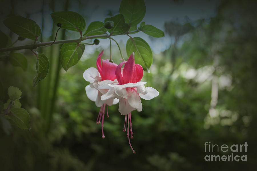 Fuchsia Photograph by Elaine Teague