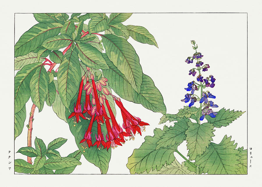 Fuchsia Flower 2 - Ukiyo e art - Vintage Japanese woodblock art - Seiyo SOKA ZUFU by Tanigami Konan Digital Art by Studio Grafiikka