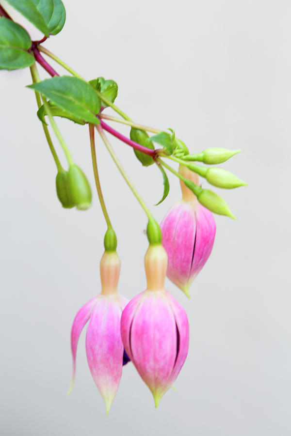 Fuchsia Flower Pods Photograph by Her Arts Desire