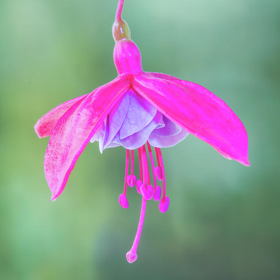Fuchsia Flower Study #2 Photograph by Patti Deters
