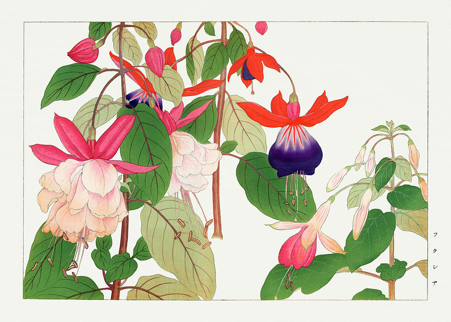 Fuchsia Flowers - Ukiyo e art - Vintage Japanese woodblock art - Seiyo SOKA ZUFU by Tanigami Konan Digital Art by Studio Grafiikka