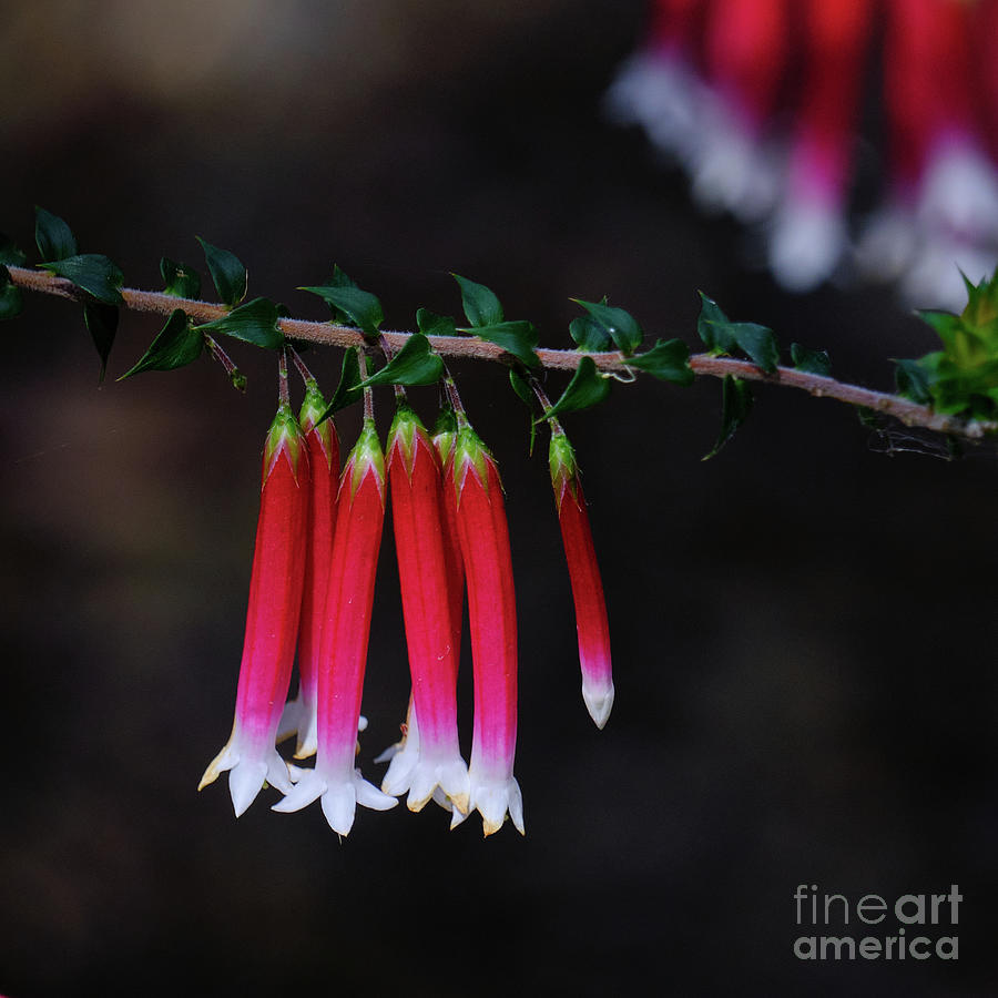 Flower Photograph - Fuchsia Heath Flowers by Neil Maclachlan