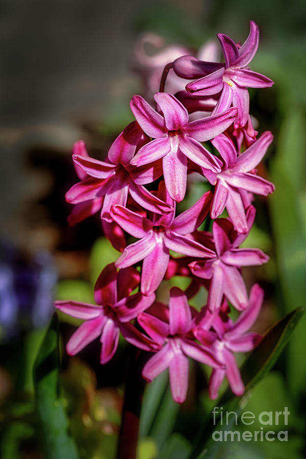 Fuchsia hyacinth Photograph by The P