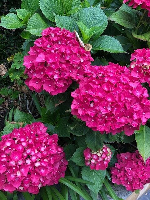 Fuchsia Hydrangeas Photograph by Leslie Williams - Fine Art America