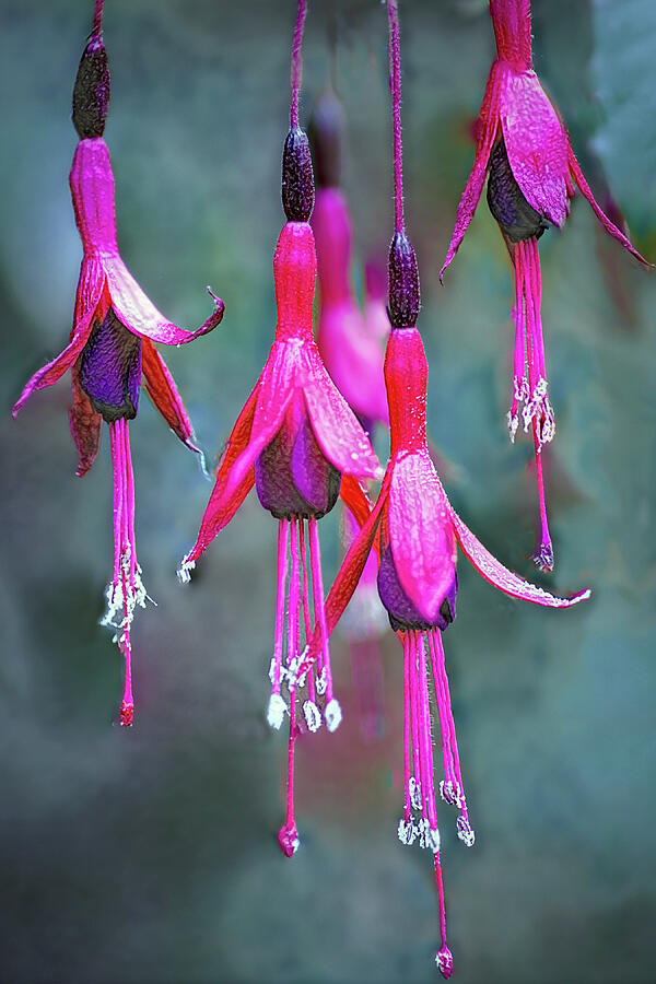 Nature Photograph - Fuchsia In Style by William Havle