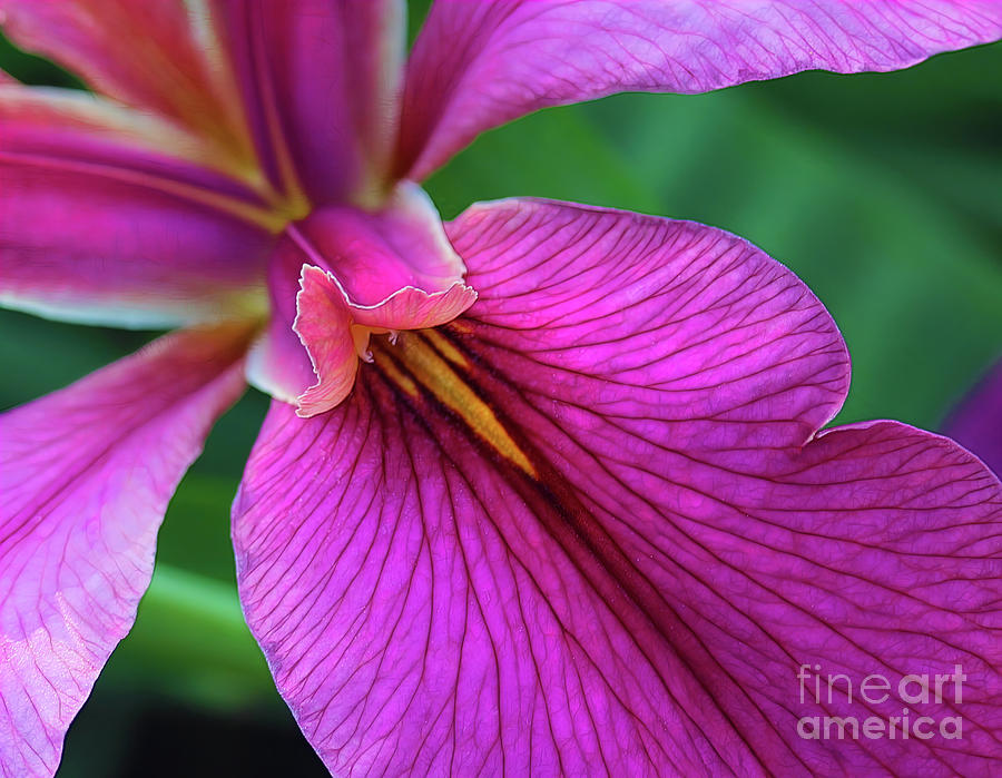 Fuchsia Iris  Photograph by Judi Bagwell