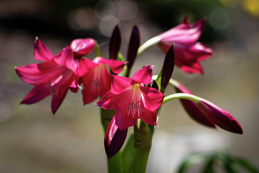 Fuchsia Lilies Photograph