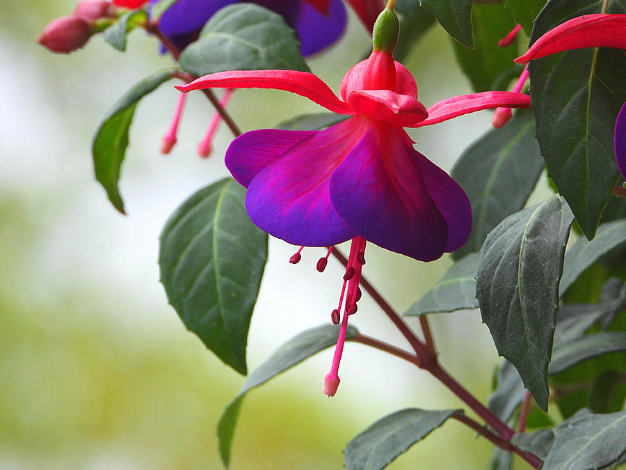 Fuchsia Photograph by Living Color Photography Lorraine Lynch
