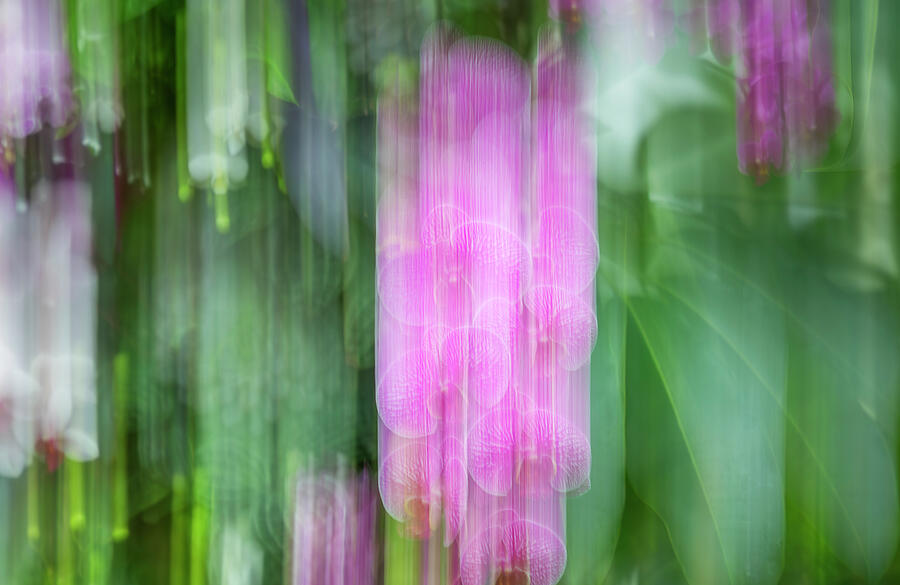 Fuchsia Orchids Photograph by Cate Franklyn