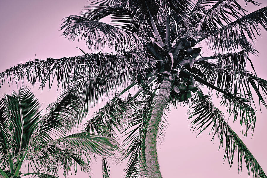 Fuchsia Palms_01 Photograph